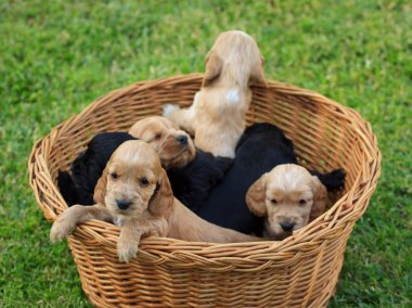 Cockerlar spaniel köpek yavrusu