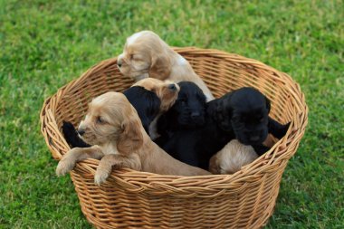 Cockerlar spaniel köpek yavrusu