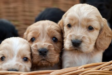 Cockerlar spaniel köpek yavrusu