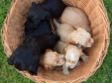 Cockerlar spaniel köpek yavrusu