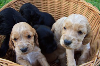 Cockers Spaniel puppy clipart