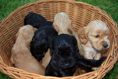 Cockerlar spaniel köpek yavrusu