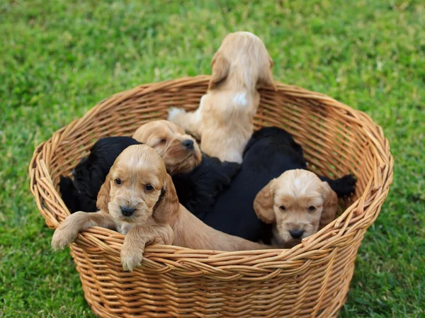 Cockerlar spaniel köpek yavrusu