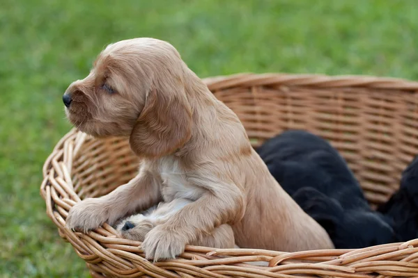 Cocker pup — Stockfoto