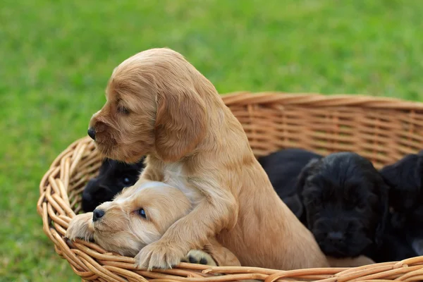 stock image Cocker puppy