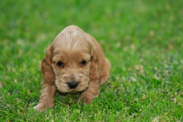 Cocker cachorro —  Fotos de Stock