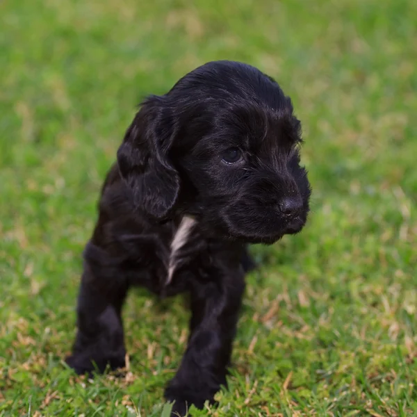 Cocker puppy — Stock Photo, Image