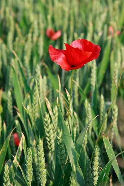 stock image Poppy flower