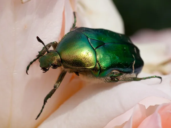 stock image Green beetle