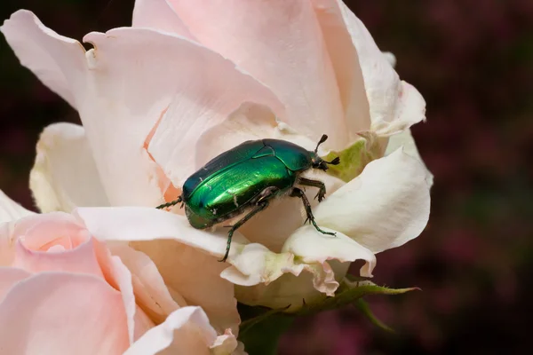 stock image Green beetle