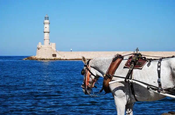 Horse at Chania lighthouse — Stock Photo, Image
