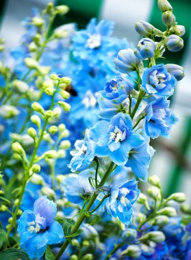 Blue flowers clipart