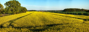 kolza tohumu alan panorama