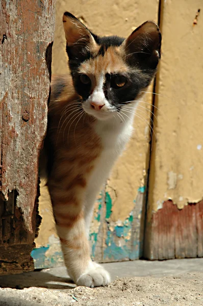 stock image Cat and wooden door