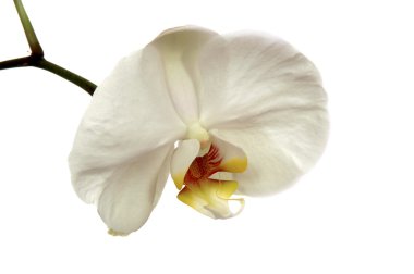 White orchid clipart