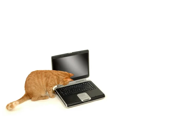 Cat lokking at the laptop — Stock Photo, Image