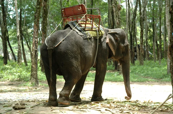 Слон — стоковое фото
