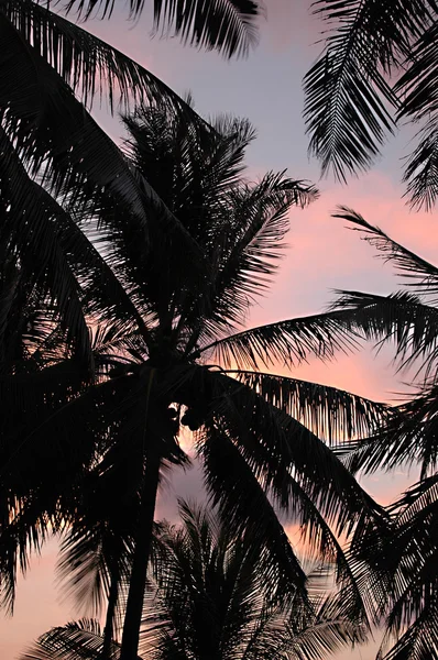 Auringonlasku ja palmut — kuvapankkivalokuva