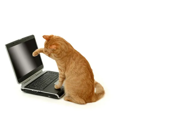 Кошка и ноутбук — стоковое фото