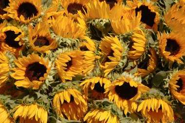 Sunflowers clipart