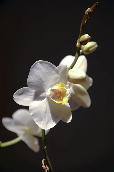 Orkide — Stockfoto