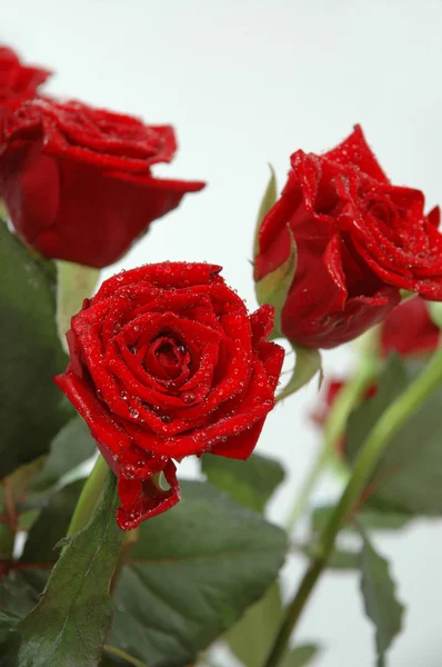 Roses and water drops — Stock Photo, Image