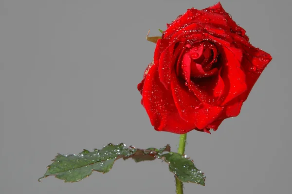 Rose und Wassertropfen — Stockfoto