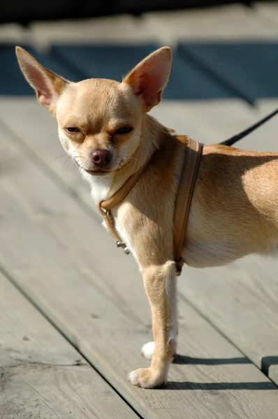 小型犬、大きな耳 — ストック写真