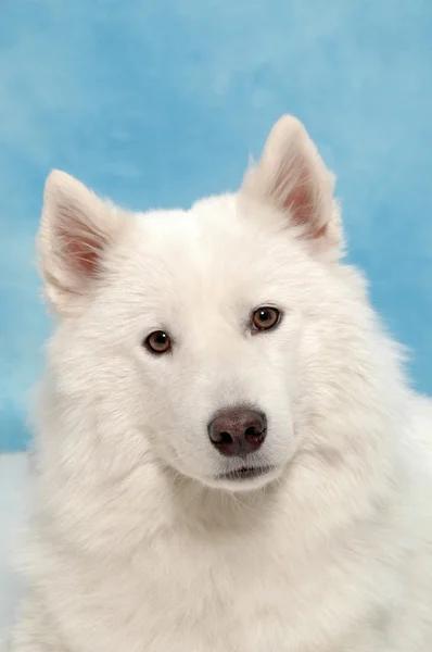 Cão branco — Fotografia de Stock