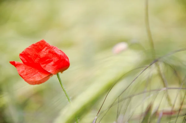 Красный цветок на поле. — стоковое фото