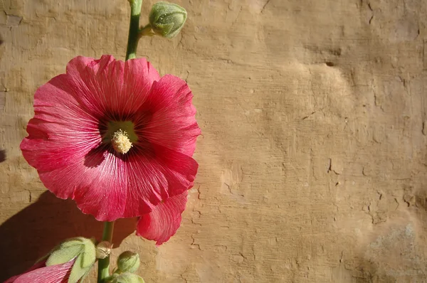 Flor e parede — Fotografia de Stock