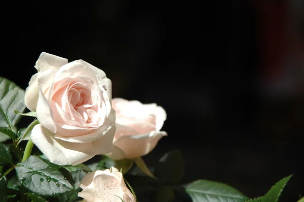 Witte rozen — Stockfoto