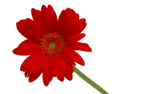 Röd daisy — Stockfoto