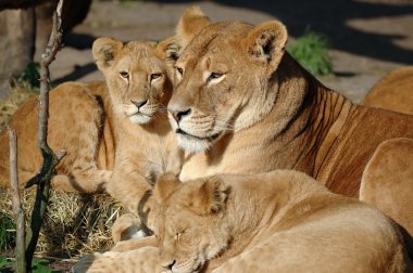 Lion family clipart