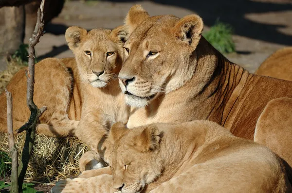 Família Leão — Fotografia de Stock