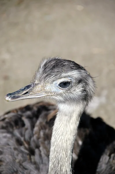 EMU — Stok fotoğraf