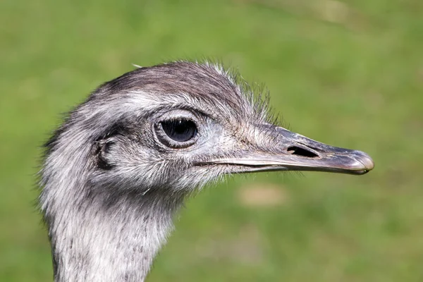 EMU — стокове фото