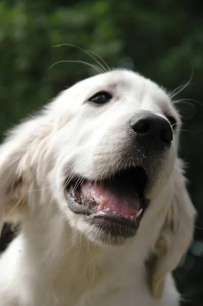 Jonge wit hond — Stockfoto