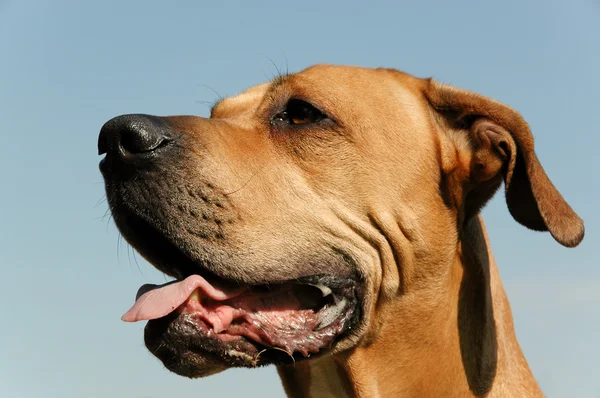 Pes v profilu — Stock fotografie