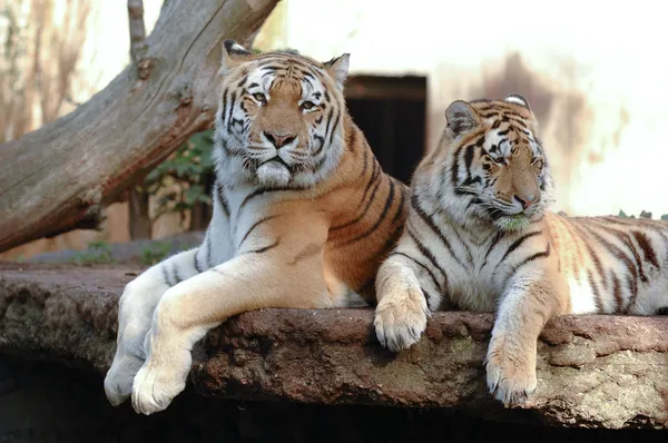 Тигры — стоковое фото