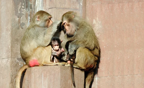 Familia de monos —  Fotos de Stock