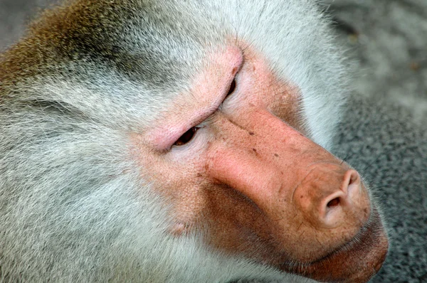 Лицо обезьяны — стоковое фото