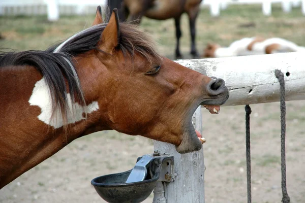 Pratende paard — Stockfoto