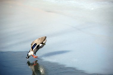 Landing duck clipart