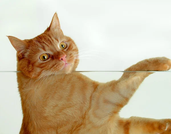 安静時の猫 — ストック写真