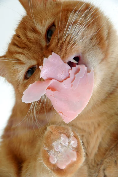 Cat eating meat — Stock Photo, Image
