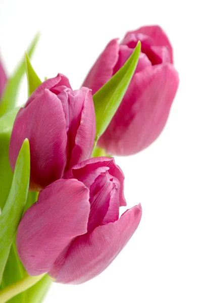 Trerosa tulipaner – stockfoto