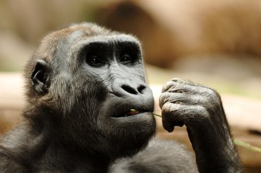 Ape eating grass clipart