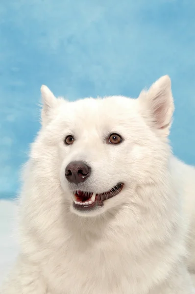 Biały pies na niebieskim tle — Zdjęcie stockowe