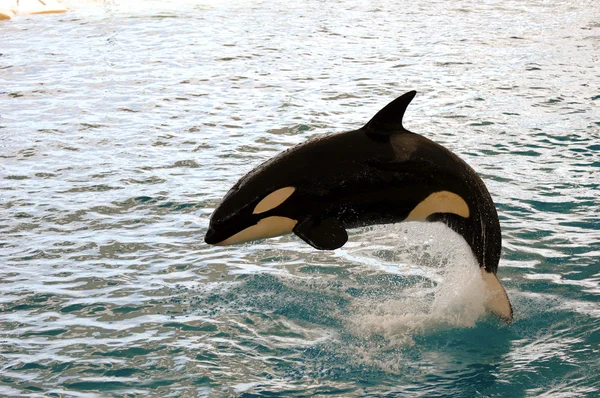 Killer whale jumping — Stock Photo, Image